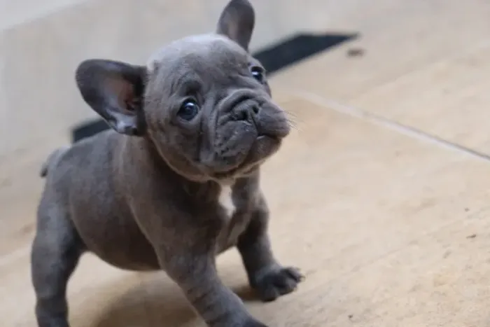 Filhotes Bulldog Francês - Blue Gene