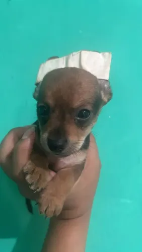 Pinscher macho micro pais abaixo de 23 cm