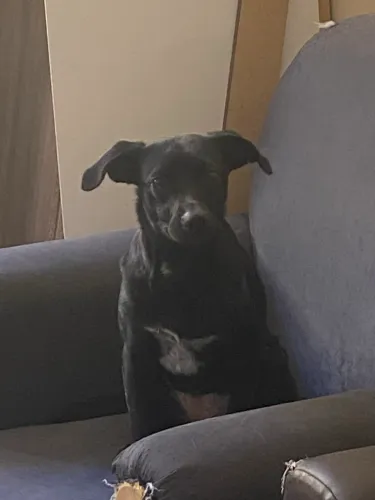 Doação de Dog Fêmea Dark, Já castrada