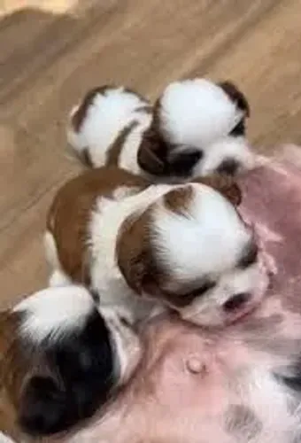 Shihtzu fêmea