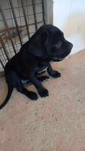 Cane corso fêmea
