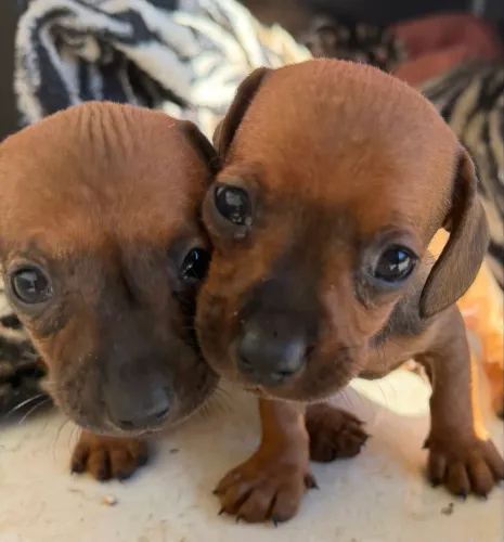 Dacshund (salsichinhas) kaninchen mini.