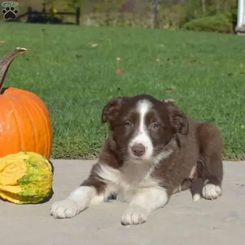 ?Border Collie filhotes lindos - entrega imediata?