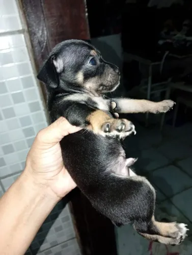 Pinscher número 2