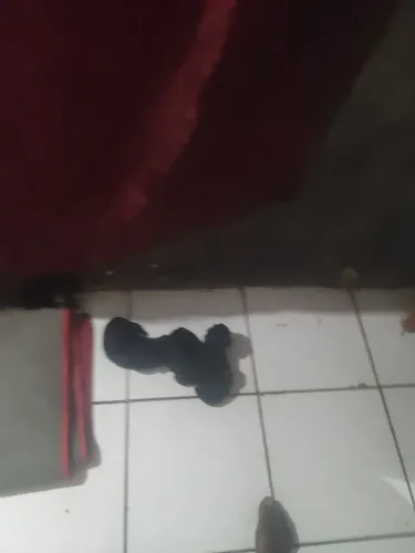Cachorro 