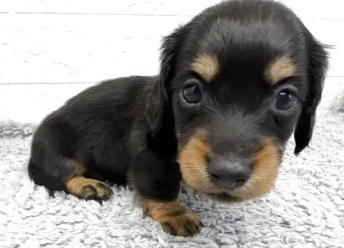 Filhote de cachorro dócil e saudável Teckel/Dachshund/Salsicha/Salsichinha/Basset/Cofap