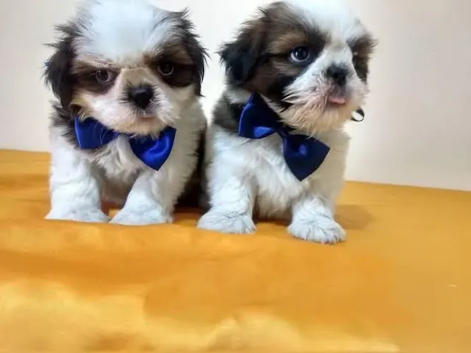 Shih Tzu craque no carinho campeão na fofura