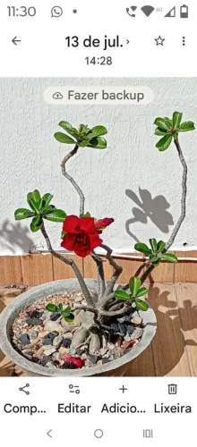 Rosas do Deserto Grandes