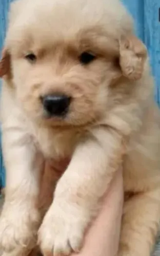 Lindos filhotes de Golden Retrivier