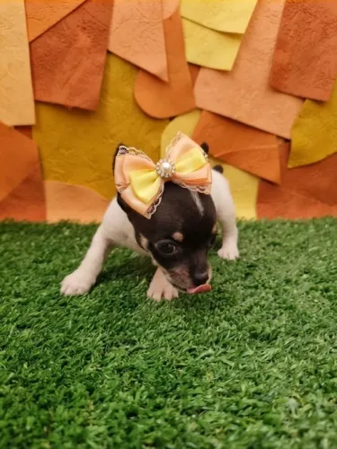 Pinscher Muito Fofa