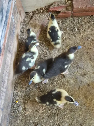 Patos filhotes/patinhos