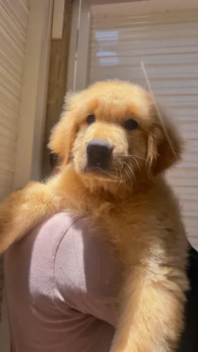 FILHOTE GOLDEN RETRIVER