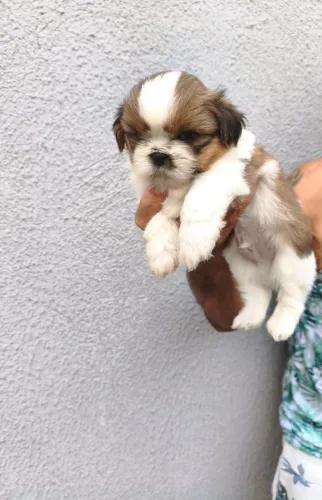Vende se Shih Tzu