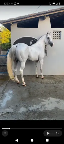 Vende-se cavalo