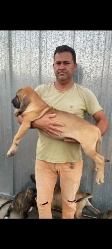 Filhote de fila brasileiro