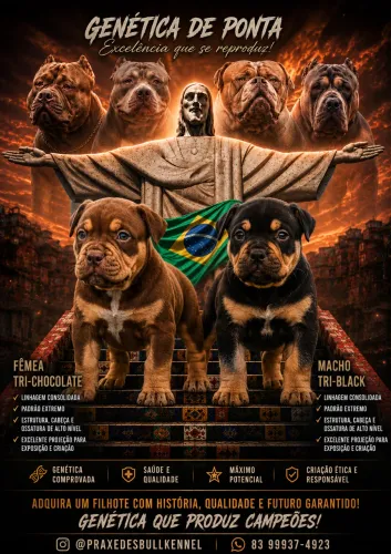 Filhote Brazillian bull 