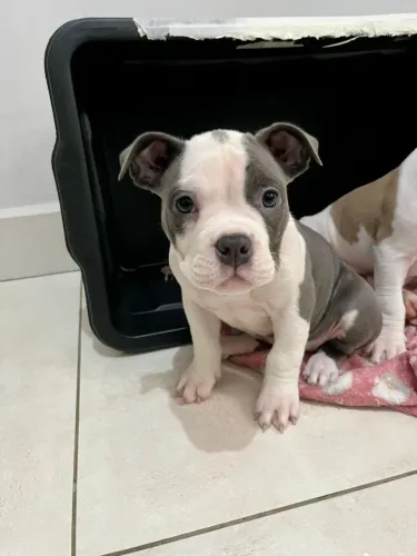 Filhote de American Bully Pocket