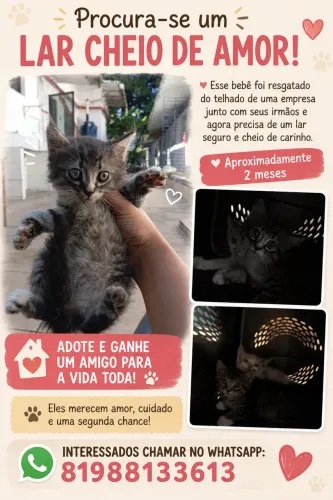 Gato filhote para adoção