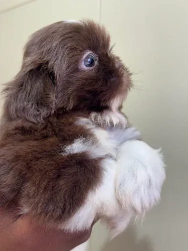 Fêmea de shih tzu  chocolate com branca 
