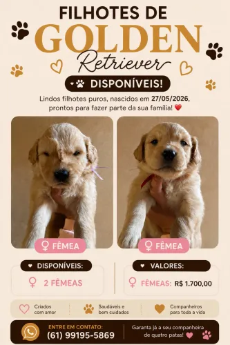 filhotes de Golden Retriever