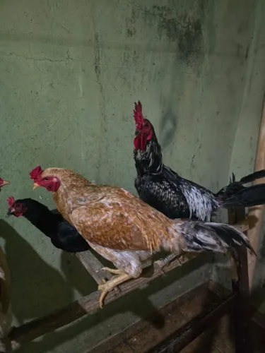 Galo caipira vivo