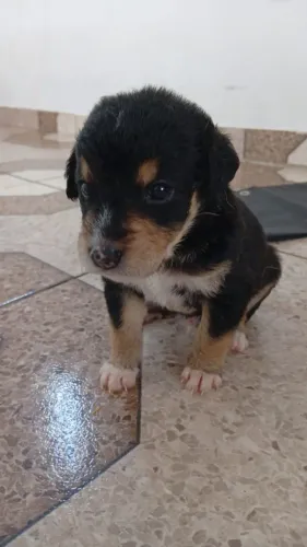 Doação de cachorrinho