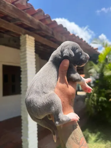 Galgo italiano 
