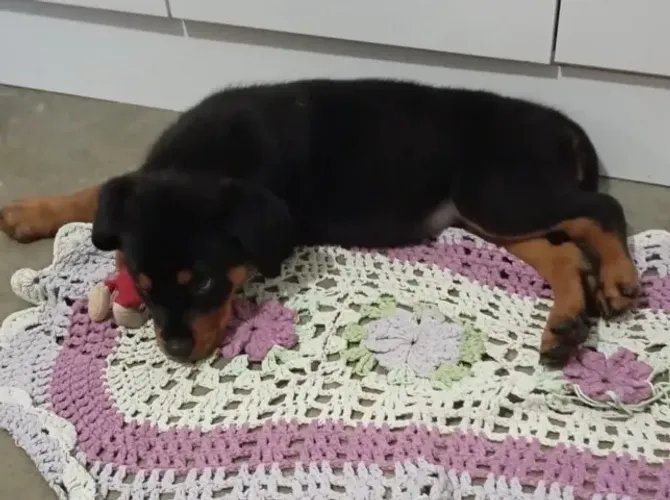 Rottweiler robusto