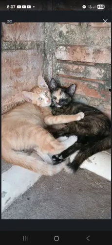 Doação de Dois Gatinhos filhotes