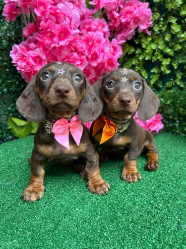 BassetDachshund (Miniatura)