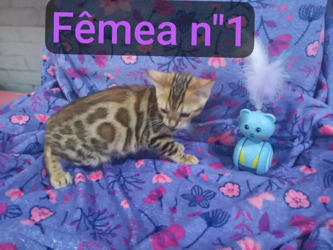 Filhotes de BENGAL