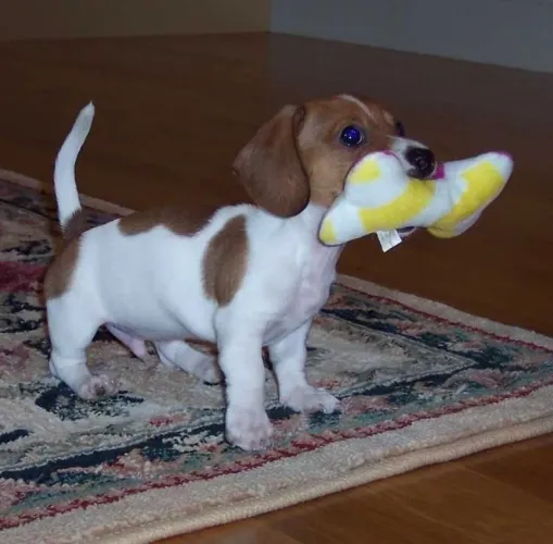 Dachshund teckel piebald belíssima