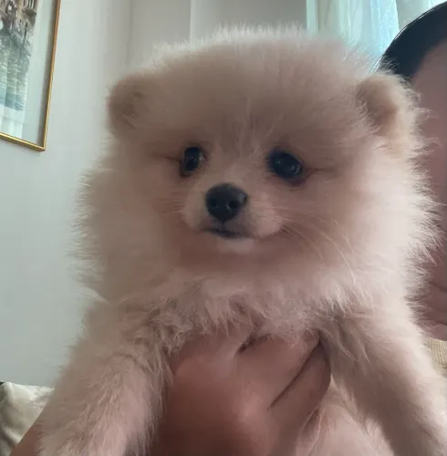 Vende cachorrinha 