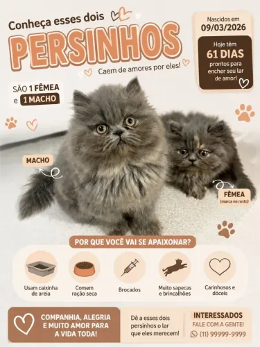 GATINHOS PERSAS DISPONÍVEIS 