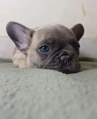 Linda fêmea de Bulldog francês disponível