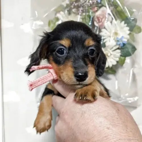 Bebezinho ativo e saudável Teckel/Dachshund/Salsicha/Salsichinha/Basset/Cofap
