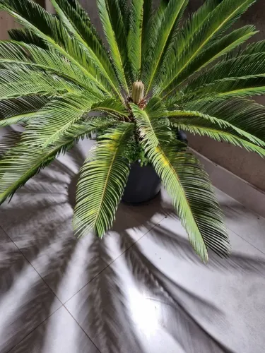 Planta cica