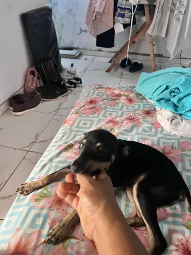 Doação de cachorro de porte pequeno