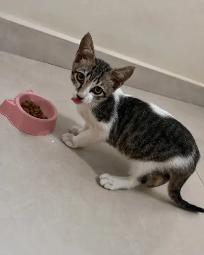 gatinho