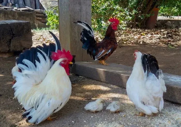 Lindas Galinhas Garnizé Nagazaki - Lote