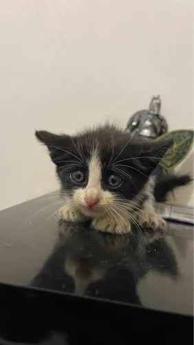 Gatinho sobrevivente