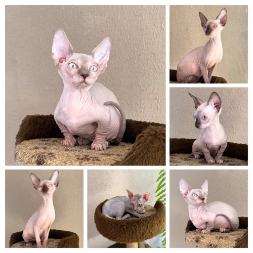 Sphynx Fêmeas 