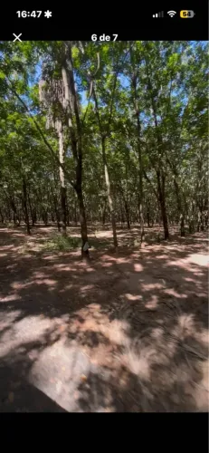 PROPRIEDADE DE SERINGUEIRAS EM PRODUÇÃO À VENDA  ECATU/TANABI  SP