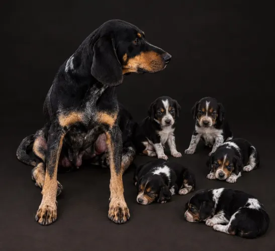 Filhotes FoxHound Americano - Mãe preto e castanho