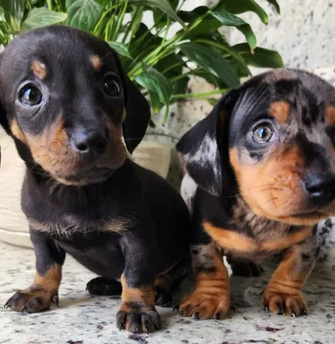 Basset/Teckel - Maravilhosos Filhotes a Pronta Entrega! 
