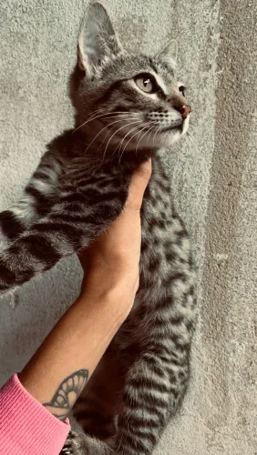 gatinho filhote