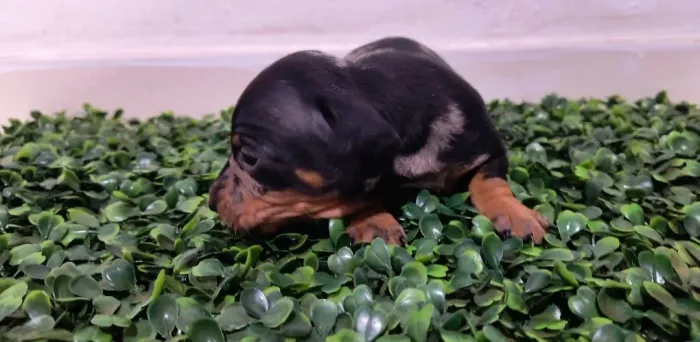 Basset dachshund macho 