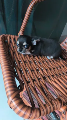 Chihuahua machinhos