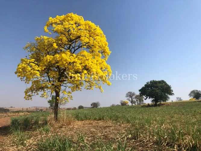 FAZENDA À VENDA EM FERNANDÓPOLIS/SP