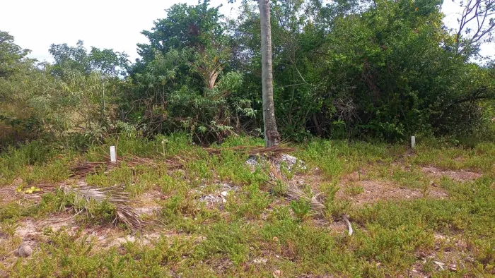 02 terrenos juntos medindo cada um 8m por 35m